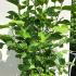 Magnolia Soulangeana Rustica Rubra 2-2.25 m buy online UK.