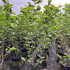 magsoulsati 1.75-2 m buy online UK.