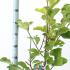 Magnolia Soulangeana Satisfaction 80-100 cm buy online UK.