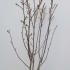 Magnolia Soulangeana Superba 1.5-1.75 m buy online UK.
