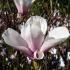 Beautiful Magnolia Superba flowering - buy these trees online, UK delivery