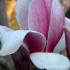 Magnolia Soulangeana, Magnolia shrubs specialists, UK delivery
