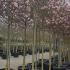 Magnolia Soulangeana, Magnolia shrubs specialists, UK delivery