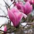 Magnolia Spectrum, a striking variety of magnolia with large showy pink-red spring flowers with a goblet shape.