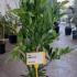 Magnolia Stellata 80-100 cm buy online UK.