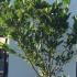 Magnolia Stellata 1-1.25 m buy online UK.