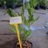 Magnolia Stellata 40.60 cm buy online UK.