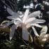 Magnolia Stellata or star magnolia for sale online from magnolias specialist nursery London - UK deliveries. 