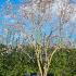 Magnolia Stellata Rosea 4-5 m buy online UK.