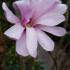 Magnolia Stellata Rosea. Pink Magnolias flowering at our garden centre, for sale online UK