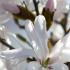 Magnolia Stellata Rosea. Pink Magnolias flowering at our garden centre, for sale online UK