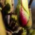 Magnolia Sunrise tree with creamy white goblet-shaped flowers and reddish-pink bases