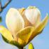 Magnolia sunsation tree - unusual Magnolias for sale online with UK delivery.
