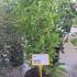 Magnolia Susan 1-1.25 m buy online UK.