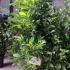 Magnolia Susan 1.25-1.5 m buy online UK.