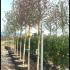Magnolia Susan 4-4.5 m buy online UK.