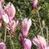 Magnolia Liliflora Nigra Susan for sale online.  UK delivery