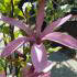 Magnolia Liliflora Susan for sale online at Magnolia nursery and in our London garden centre, UK