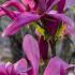 Magnolia Susan elegance that lasts