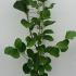 Magnolia Venus 1.5-1.75 m buy online UK.