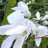 Magnolia Wadas Memory - a white flowering Magnolia in spring, for sale online UK delivery