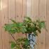 Magnolia Wadas Memory 40-50 cm buy online UK.