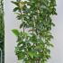Magnolia X Brooklynensis Yellow Bird 1.75-2 m buy online UK.