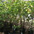 magbut 1.25-1.5 m buy online UK.