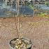 Magnolia X Loebneri Merrill 40-50 cm buy online UK.