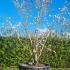 Magnolia X Loebneri Merrill 3.5-4 m buy online UK.