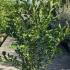 Magnolia X Loebneri Merrill 1.75-2 m buy online UK.