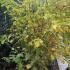 Magnolia X Loebneri Merrill tree displaying autumn foliage, for sale online UK 