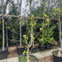magbut 2-2.5 m buy online UK.