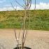 Magnolia X Soulangeana Lennei 1-1.25 m buy online UK.