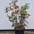 Mahonia Aquifolium 60-80 cm buy online UK.