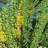 Mahonia Aquifolium, yellow flowering evergreen shrub for sale online with UK delivery