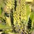 Mahonia Confusa Narihiri Mountain Grape shows its upright racemes of small yellow flowers in autumn and winter
