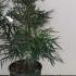 Mahonia Eurybracteata Soft Caress 40-50 cm buy online UK.