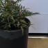 Mahonia Eurybracteata Soft Caress 10-20 cm buy online UK.