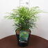 mes 40-50 cm buy online UK.