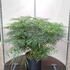 mes 80-100 cm buy online UK.