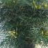 Mahonia Eurybracteata Soft Caress 80-100 cm buy online UK.