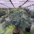 mesw 1.25-1.5 m buy online UK.