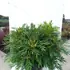 mesw 1.5-1.75 m buy online UK.