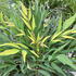 Mahonia Eurybracteata Sweet Winter Chinese Mahonia