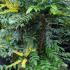 Mahonia X Media Winter Sun flower buds, this shrub is for sale online UK