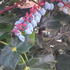 Mahonia Japonica Hivernant Japanese Mahonia