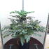 mjh 80-100 cm buy online UK.