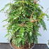 mnc 60-70 cm buy online UK.