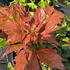 Mahonia Nitens Cabaret or Oregon Grape Cabaret